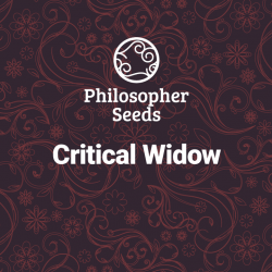 Critical Widow- Philosopher...