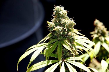 Pure CBD Punch - Philosopher Seeds