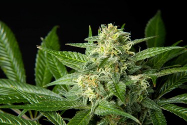 Pure CBD Punch - Philosopher Seeds