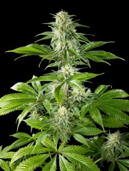 Pure CBD Punch - Philosopher Seeds