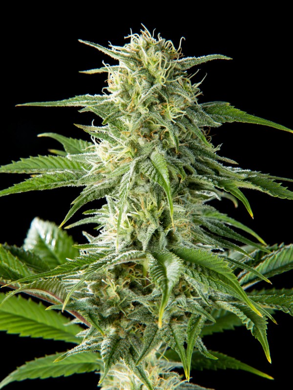 Pure CBD Punch - Philosopher Seeds