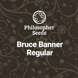 Bruce Banner Regular -...