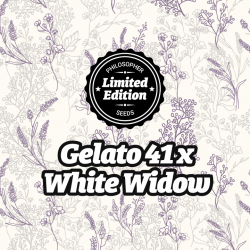 Gelato 41 x White Widow -...