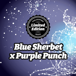 Blue Sherbet x Purple Punch...