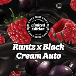 Runtz x Black Cream  -...