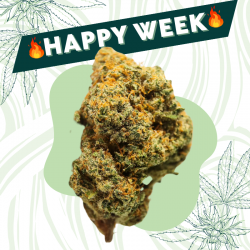 Jedi Gelato - Fleur CBD