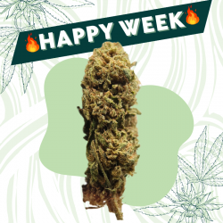 Meli Haze - Fleur CBD