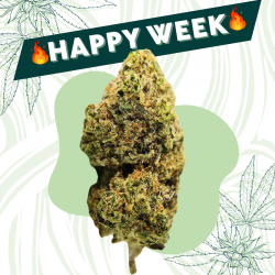 Mimosa - Fleur CBD