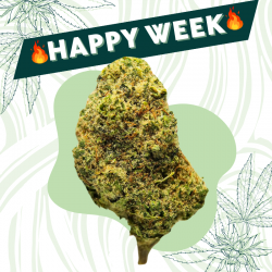 CannaBubble - Fleur CBD