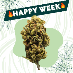 Dinamax - Fleur CBD