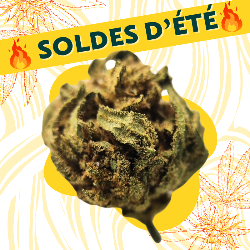 BubbleGum - Fleurs CBD