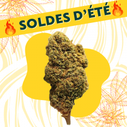 Maradona - Fleur CBD