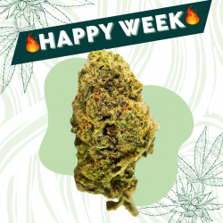 M16 - Fleur CBD