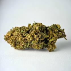 Jack Herer - FUZ