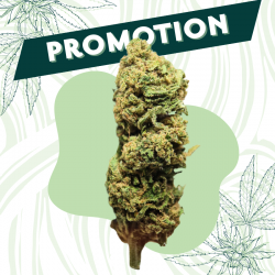 Tropicake - Fleur CBD