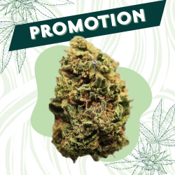 Cookie Scoot - Fleur CBD