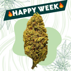 Critical Cheese - Fleur CBD