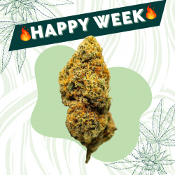 Lemon Kush - Fleur CBD