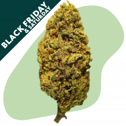 Critical Cheese - Fleur CBD