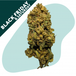 Jack Herer - FUZ