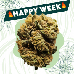 Lemon Ice CBG - Fleur CBD