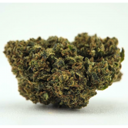 Amnesia CBC - FUZ -  Au Coeur du Chanvre