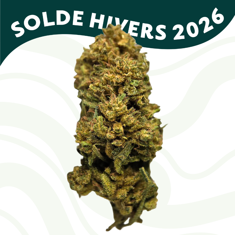 Jack Herer - FUZ -  Au Coeur du Chanvre