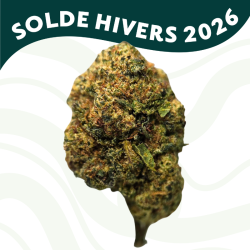 OG Kush - FUZ -  Au Coeur du Chanvre