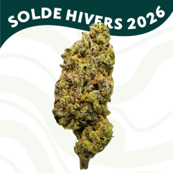 Uranium - Fleur CBD - Au Coeur du Chanvre