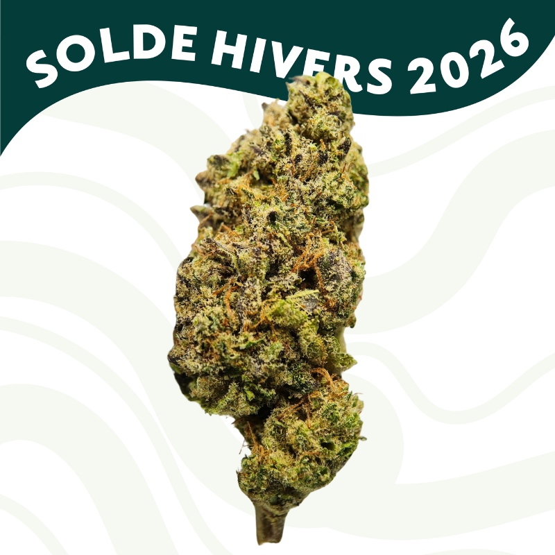 Uranium - Fleur CBD - Au Coeur du Chanvre