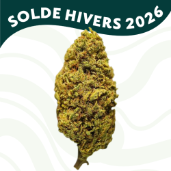 Critical Cheese - Fleur CBD - Au Coeur du Chanvre