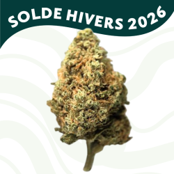 Cali Haze - Fleur CBD - Au Coeur du Chanvre