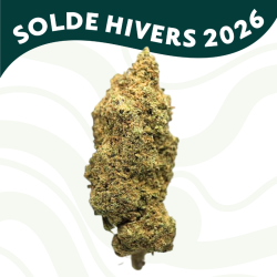 Strawberry Kiss - Fleur CBD - Au Coeur du Chanvre