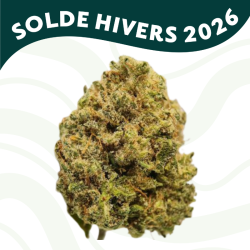 Gushuer - Fleur CBD - Au Coeur du Chanvre