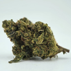 Plutonium STV - FUZ -  Au Coeur du Chanvre