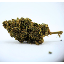 Lemon Sorbet - FUZ -  Au Coeur du Chanvre