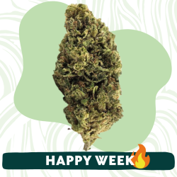 Blue Mimosa - Fleur CBD - Au Coeur du Chanvre