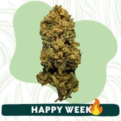 Jack Herer - FUZ -  Au Coeur du Chanvre