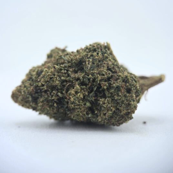 G13 STV - FUZ -  Au Coeur du Chanvre