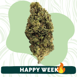 Blue Mimosa - Fleur CBD - Au Coeur du Chanvre