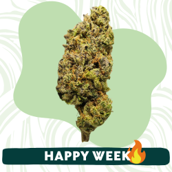 Uranium - Fleur CBD - Au Coeur du Chanvre