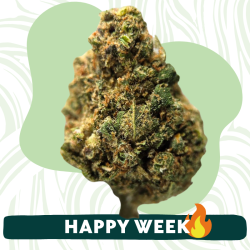 Rainbow GP3 - Fleur CBD - Au Coeur du Chanvre