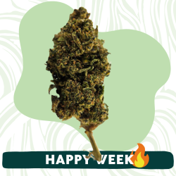 Lemon Sorbet - FUZ -  Au Coeur du Chanvre