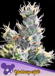 Anesia - Auto Yuhbary - Au Coeur du Chanvre