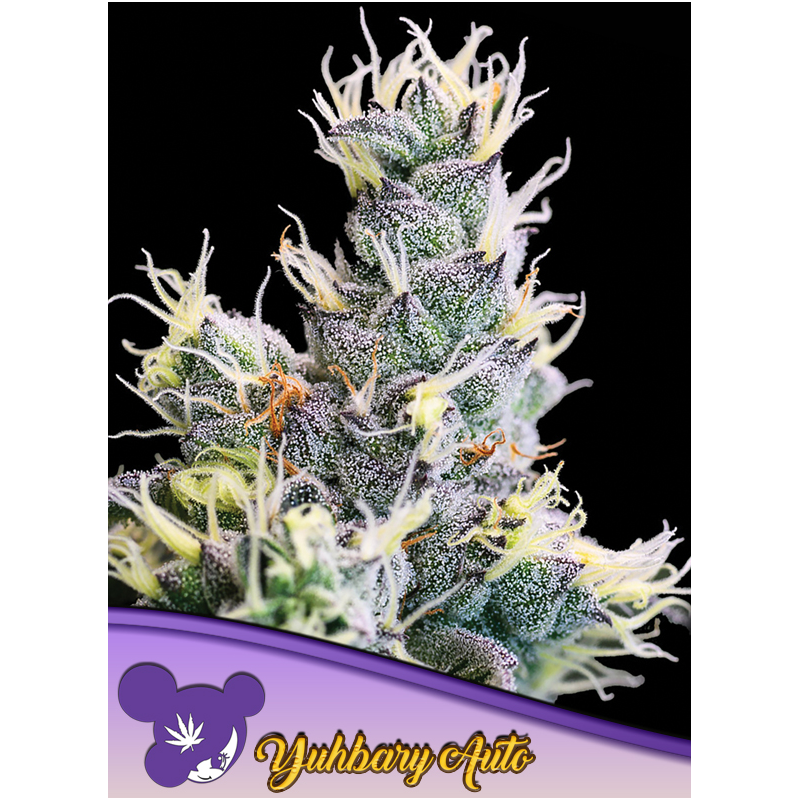 Anesia - Auto Yuhbary - Au Coeur du Chanvre