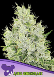 Anesia - Lemon Grass Auto - Au Coeur du Chanvre