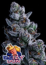 Anesia - Dozy Don - Au Coeur du Chanvre