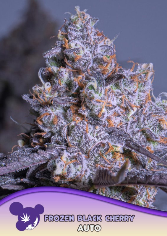 Anesia - Frozen Black Cherry Auto - Au Coeur du Chanvre