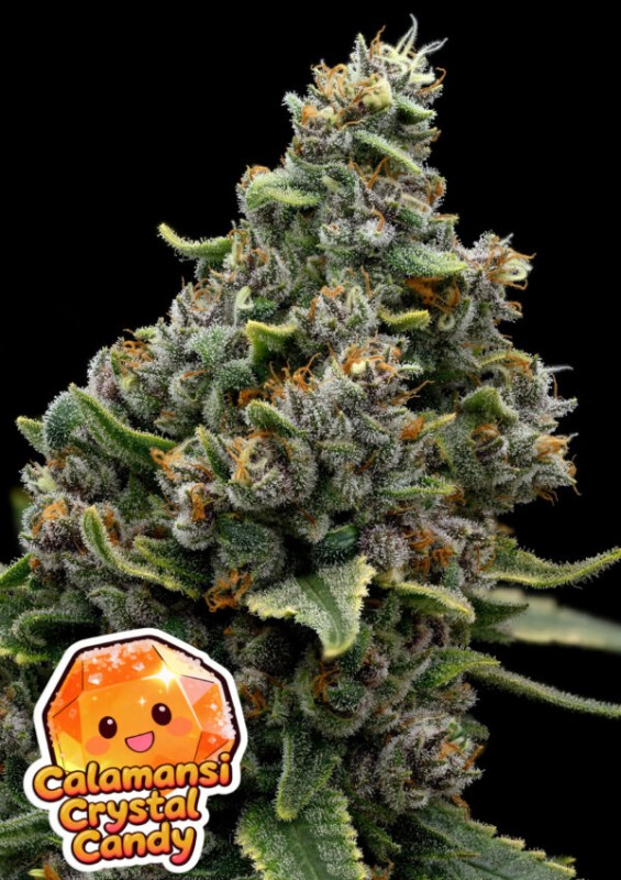 Anesia - Calamansi Crystal Candy - Au Coeur du Chanvre