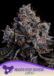 Anesia - Grape Pop Rocks Auto - Au Coeur du Chanvre